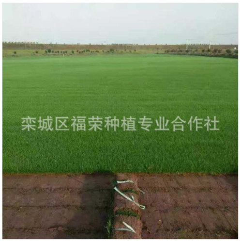 夏季草坪在修剪的時候需要注意什么? 夏季草坪在修剪的時候需要注意什么?