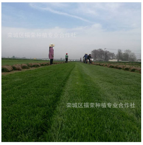 草屑對于河北草坪的危害有哪些？