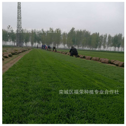 想要草坪更好的生長需要注意哪些？