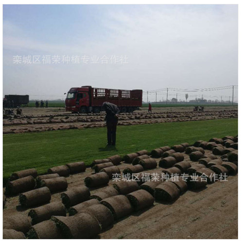 冷季型河北草坪應該怎么管理？