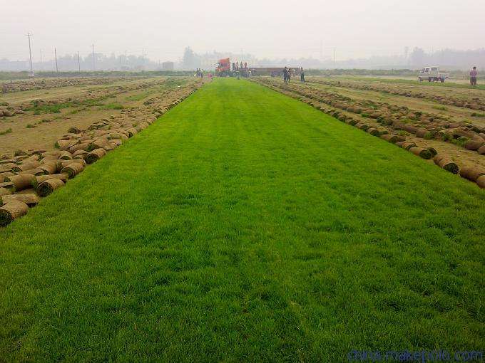 怎樣才能避免草坪長青苔呢? 怎樣才能避免草坪長青苔呢?