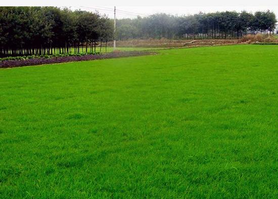 綠化草坪在城市建設中的作用 綠化草坪在城市建設中的作用