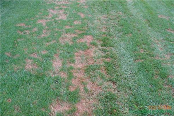 欒城草坪 欒城草坪