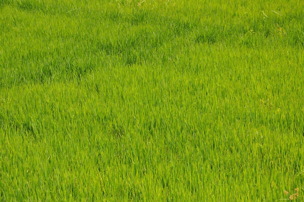 欒城草坪 欒城草坪